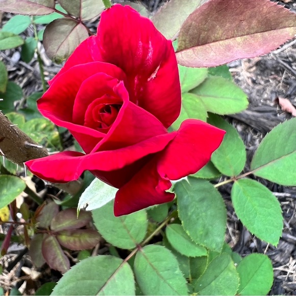 Meet your Posher, Jan - Picture 9 of 10